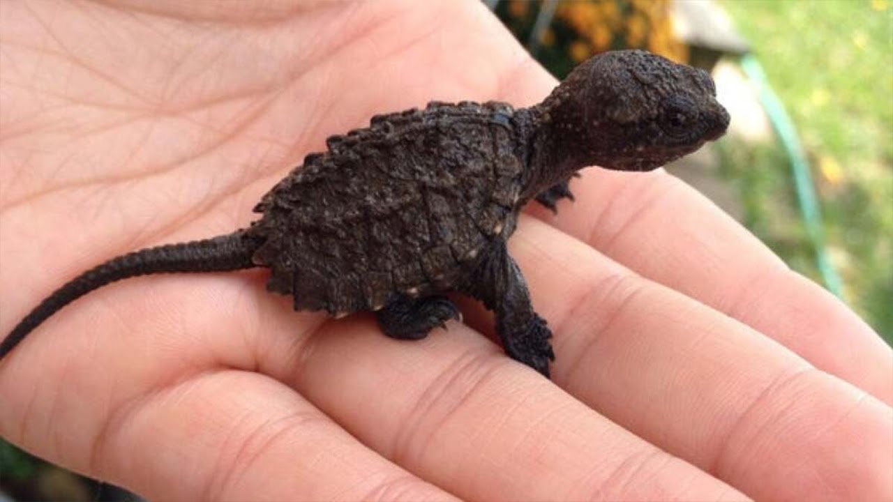 Girl (9) Thought She Found A Lizard In Forest - When Vet Sees It, He Screams: "Stand Back!"