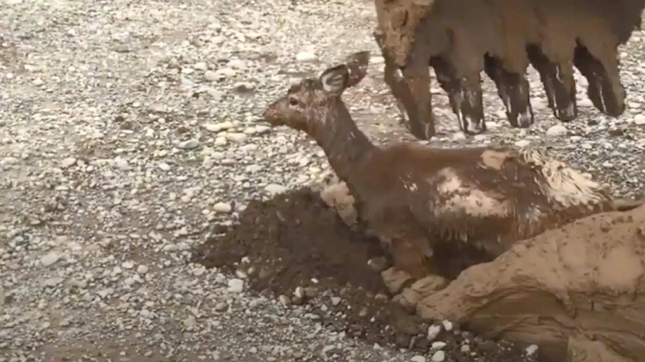 Excavator Operator Pulls Helpless Baby Deer Out Of Mud
