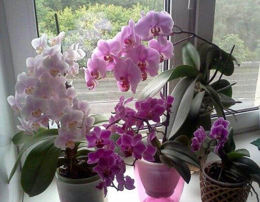 Amióta nem locsolom az orchideáimat, úgy virágzanak mint a csoda! Még télen is! Csak egy apró trükk, de mindent megváltoztat! 476779361_936343872021643_6561880899829762911_n