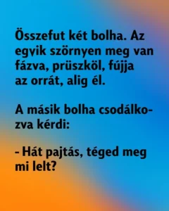 VICC-Osszefut-ket-bolha