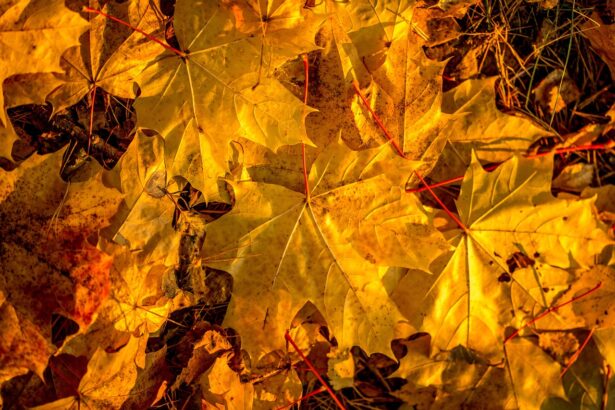 Nézd meg, mit üzennek a csillagok november 16-án! autumn-584156_1280